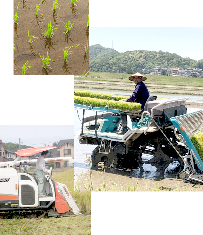 田植え・稲刈り