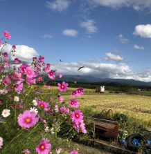 コスモスと稲刈作業